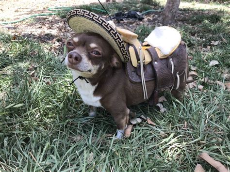 Chihuahua With Sombrero And Saddle Pets Lovers