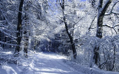 Free Download Snowy Forest Road Winter Wallpapers Snowy Forest Road