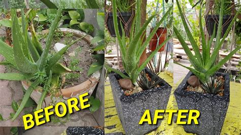 Transplanting Aloe Vera A Comprehensive Guide To Successful