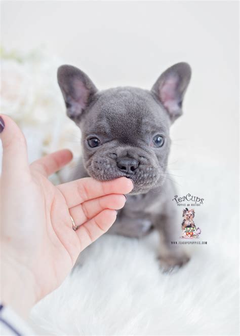 The cheapest offer starts at £17. Blue and Tan French Bulldogs | Teacup Puppies & Boutique
