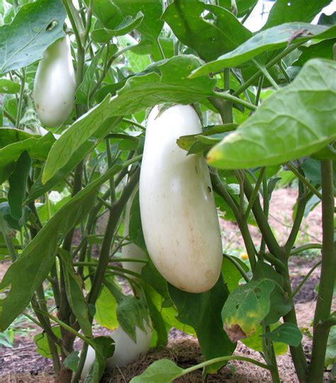 White Eggplant Plants Vegetable Plants Pinterest