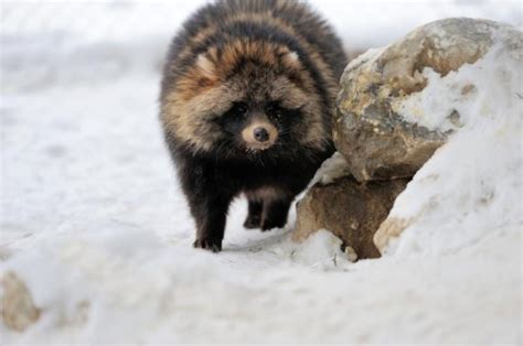 What Is A Raccoon Dog History And Facts
