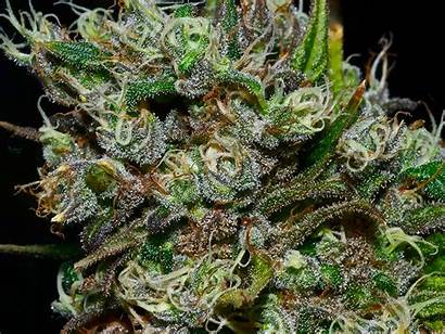 Buds Marijuana Pounds Grow Sticky Foster Copyright