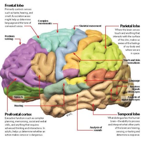 Functions Of The Cerebral Cortex Cerebral Cortex Cerebral Cortex