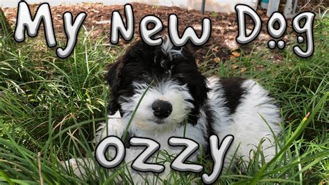 Meet My New Dog Ozzy Youtube