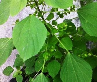 Dapat digunakan sebagai syarat pelengkap untuk pembuatan jimat/pegangan. Daun Sangket : 10 Manfaat dan Khasiat Daun Sangket