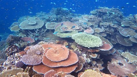 The presence of coral reefs is essential for various different reasons. Coral reefs are trying to recover - Cosmos Magazine