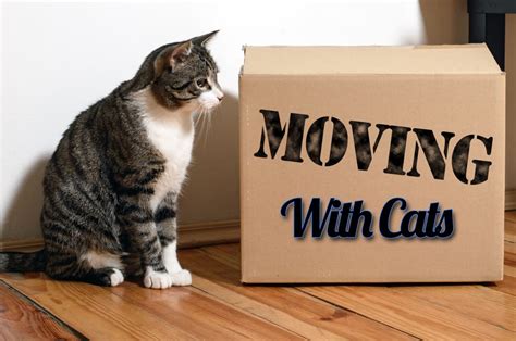 Moving with cats can be stressful, you'll have no idea how they'll react till the big day. Moving With Cats: The Secret is Planning Ahead - Feline ...
