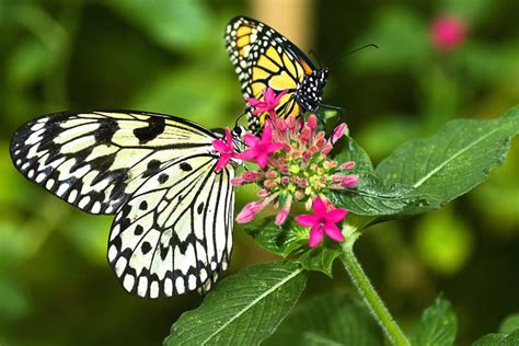 Two Butterflies Stock Photo Image Of Beautiful Exotic 9832916