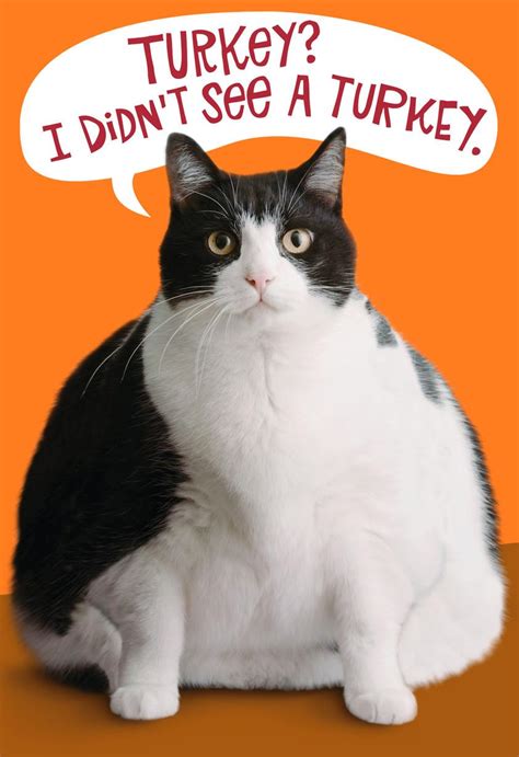 Fat Cat Funny Thanksgiving Card Greeting Cards Hallmark