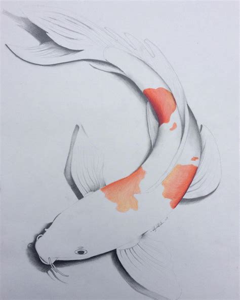 Realistic Koi Fish Drawing