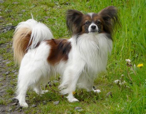 Papillon Dog Breed Information Pictures And More
