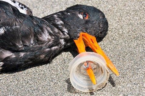 Top 114 Plastic Pollution Effect On Animals