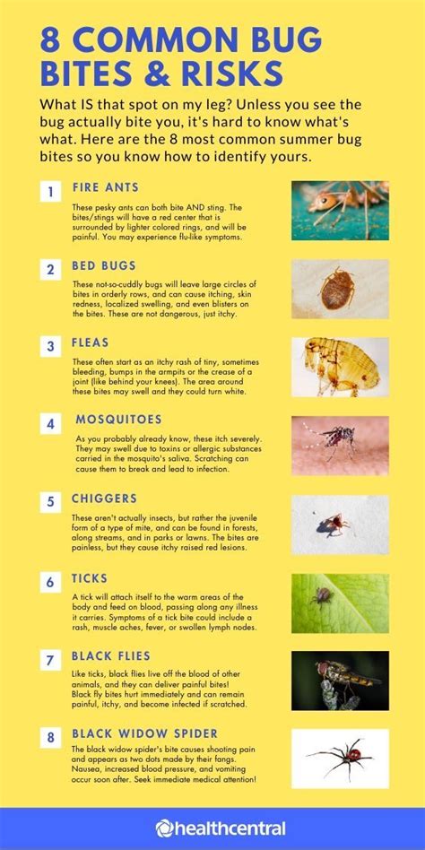 Identifying Common Summer Bug Bites Bug Bites Summer Bug Medical