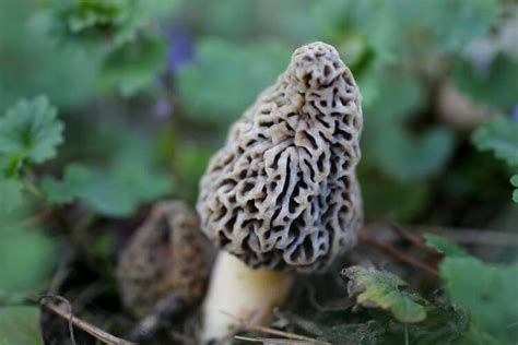 Best Tips To Get Hunting Morel Mushrooms Gardens Nursery
