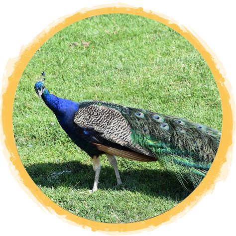 Indian Peafowl | African Safari Wildlife Park - Port Clinton, OH