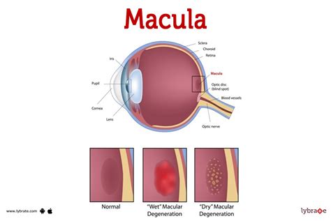 Macula Human Anatomy Image Functions Diseases And Treatments