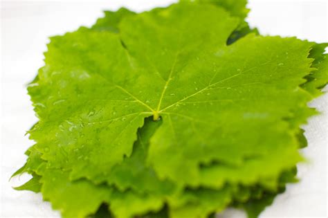 Grape Leaves: Once More From the Waste-Not-Want-Not Department