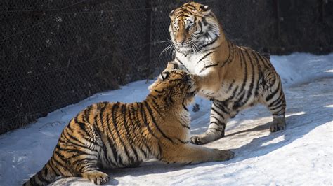 Siberian Tigers Play In Snow In Ne China Cgtn