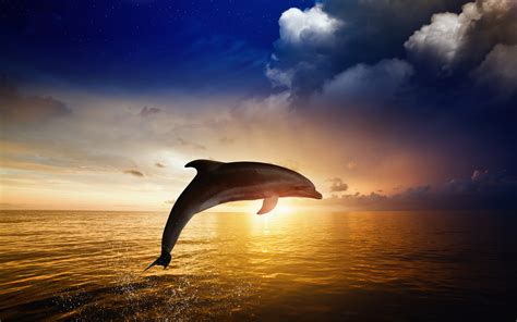 Delfin Full Hd Wallpaper And Hintergrund 2560x1600 Id596724