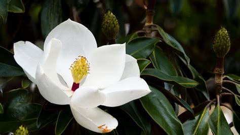 11 Magnolia Flowers Types Every Southerner Should Know Artofit