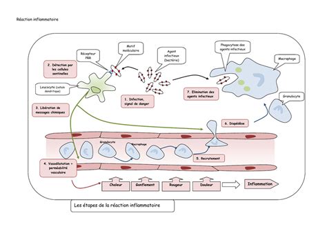 Les étapes De La Réaction Inflammatoire