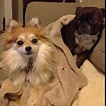 Pomeranian and Boston Terrier BFF's !!! | Boston terrier ...