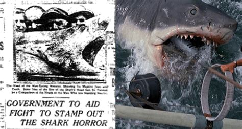 Bull Shark Attack Victims