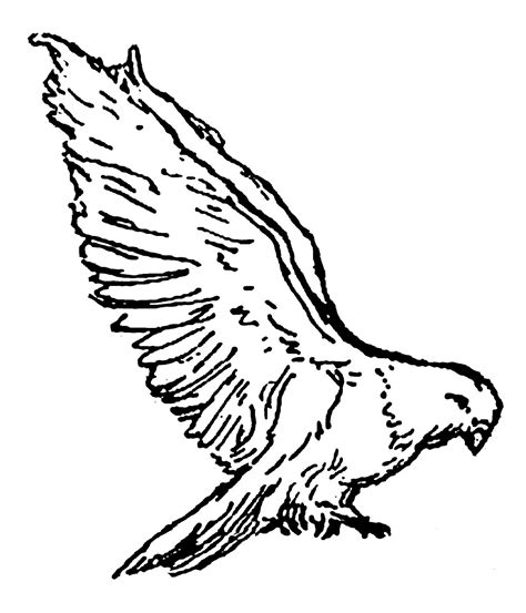 Hawk Flying Drawing Free Download On Clipartmag