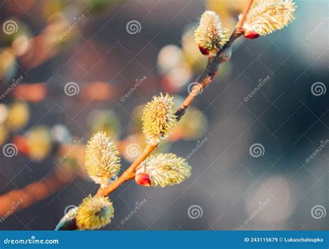 Macro Of Willow Salix Caprea Catkin Easter Spring Colored Background