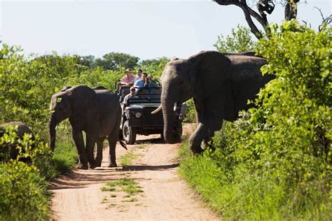 Kruger National Park 2 Days Best Ever Safari From Cape Town Africa