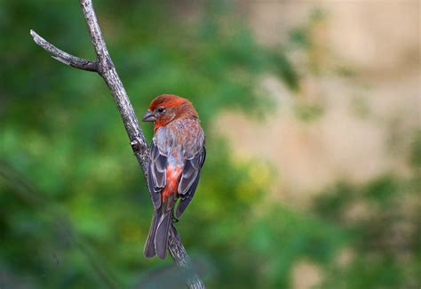 House Finch Haemorhous Mexicanus Crawford County Pa Ken Pinnow