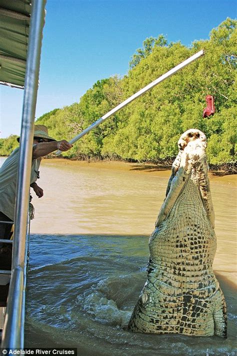Brutus The Giant Croc Who Was Pictured Eating A Bull Shark Is A Star