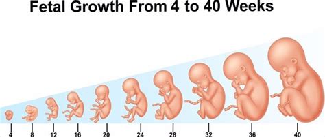 The Stages Of Pregnancy Week By Week Pregnancywalls