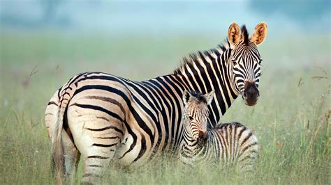 Zebra Mom Bing Wallpaper Download