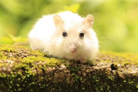 Hamster Natural Habitat In The Wild Facts And Photos