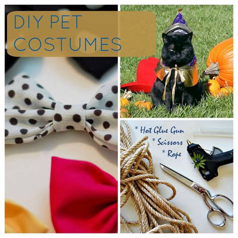 Halloween Diy Costumes For Your Pet Pet Sit Prospet Sit Pros