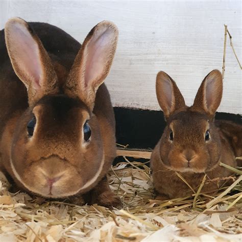 Mini Rex Rabbits Scotland Home
