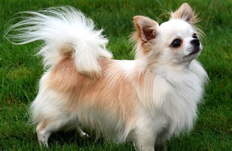 The Two Different Types Of Chihuahua Dog Breeds