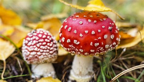 Wild Red Mushrooms Pictures All Mushroom Info