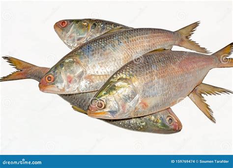 Fresh Tenualosa Ilisha Or Hilsa Fish On White Background Stock Photo