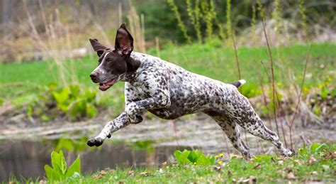 5 Things To Know About German Shorthaired Pointers Petful
