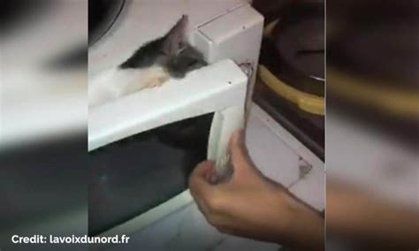 Sickening Footage Of Teenagers Microwave A Cat Was Uploaded To Social