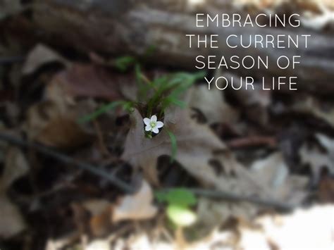 Daily Dreaming Embracing The Current Season Of Your Life