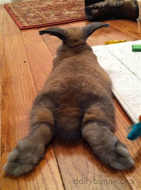 Relaxed Bunny Stretches Out Those Hind Legs — The Daily Bunny Daily