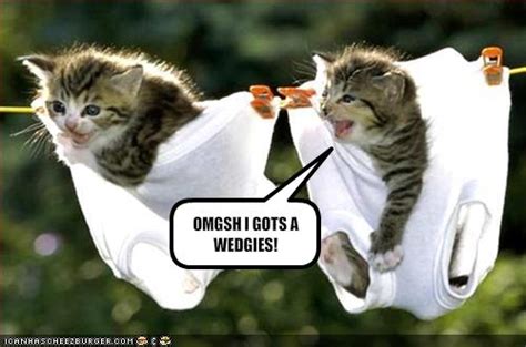 Funny Kitten Pics With Captions