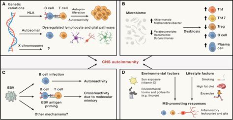 Multiple Sclerosis Neuroimmune Crosstalk And Therapeutic Targeting Cell