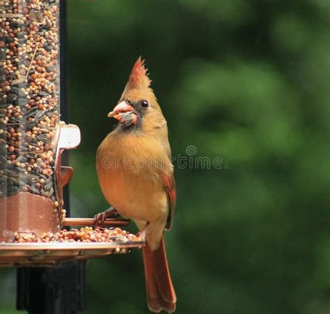 2512 Female Cardinal Bird Stock Photos Free And Royalty Free Stock