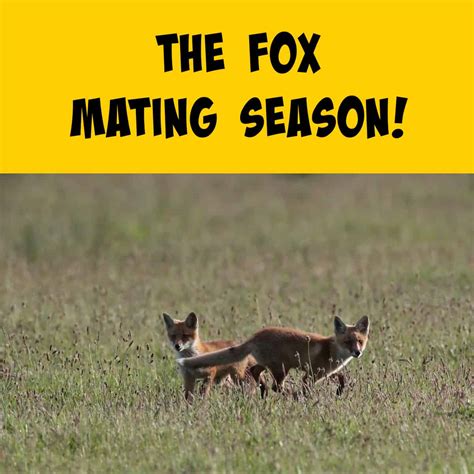 The Fox Mating Season Natures Intricate Ballet Of Survival And