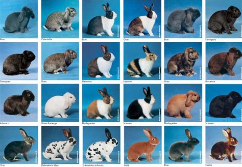 Kaninchenrassen 50 Arten Und Beschreibungen Der Besten Wie Man Für